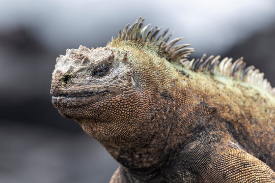 Marine Iguana