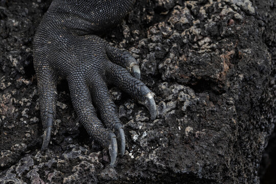 Claw of a Marine Iguana