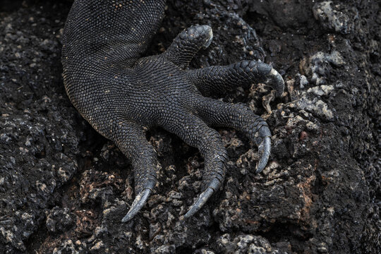 Claw of a Marine Iguana
