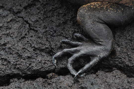 Claw of a Marine Iguana
