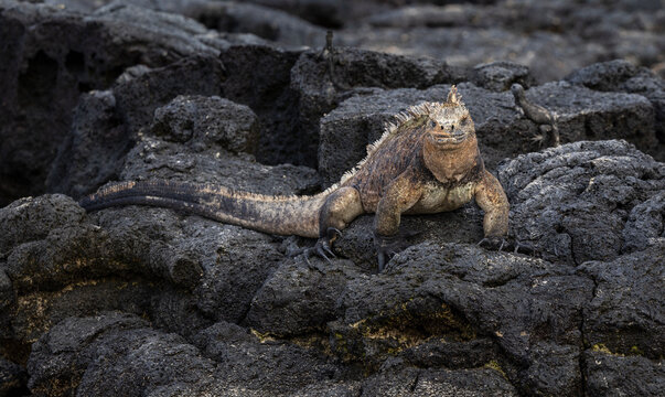 Multi-coloured Marine Iguana