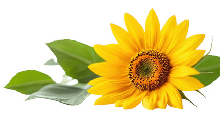 Naklejka premium Bright sunflower blooming vibrantly under warm sunlight in a serene garden setting