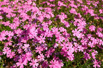 Obraz premium 넓은 공원의 보라 분홍 꽃잔디 Purple pink flower grass in a large park
