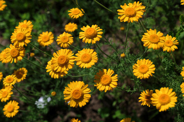 Golden marguerite (cota tinctoria) in bloom