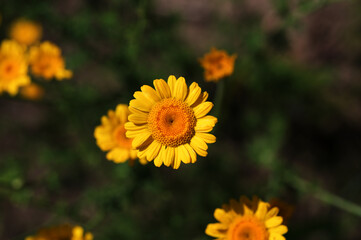 Golden marguerite (cota tinctoria) in bloom