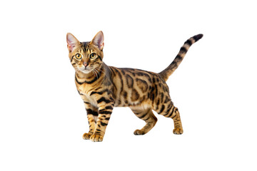 Toyger cat on white background