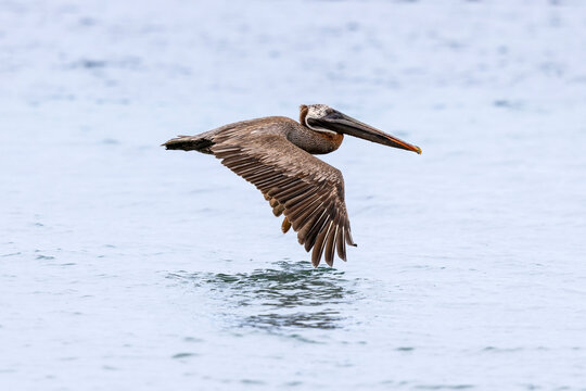 Pelican skimming the sea's surface
