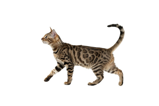 Sokoke Cat PNG Picture &ndash; No Background, Perfect for Graphics