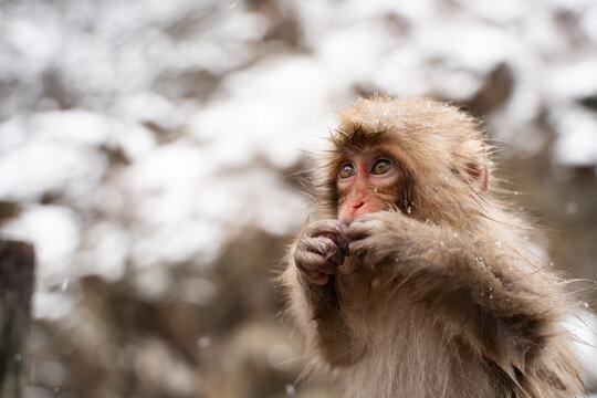 Snow Monkeys Relaxing in Hot Spring Bath. Travel Japan winter