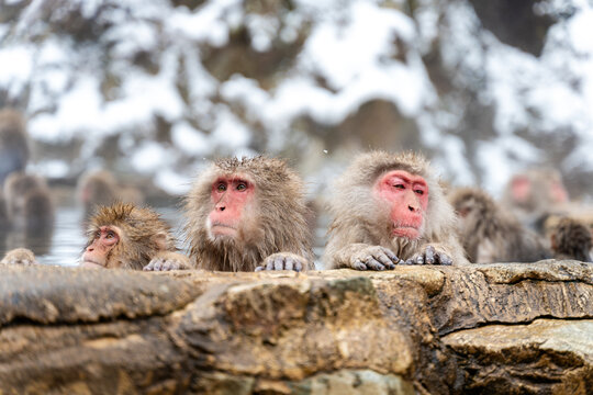 Snow Monkeys Relaxing in Hot Spring Bath. Travel Japan