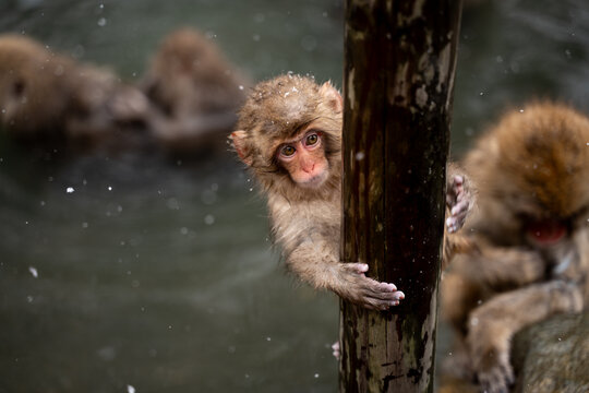 Baby snow Monkey in Jigokudani park, Japan