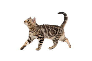 Regal Bengal Cat: A stunning Bengal cat with striking spotted markings gracefully struts, its poised posture and alert gaze reflecting its innate elegance.