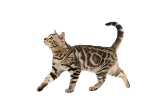 Regal Bengal Cat: A stunning Bengal cat with striking spotted markings gracefully struts, its poised posture and alert gaze reflecting its innate elegance.