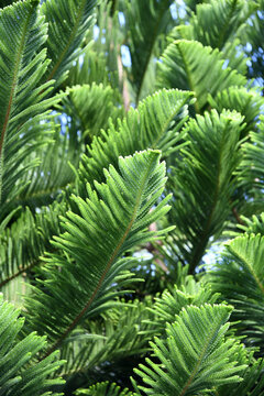 Lush Norfolk Island Pine Branches