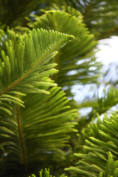 Lush Norfolk Island Pine Branches
