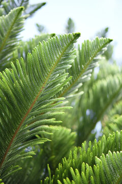 Lush Norfolk Island Pine Branches