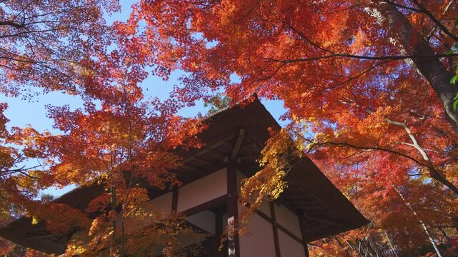 京都　嵯峨野　常寂光寺の仁王門と風に揺れる紅葉