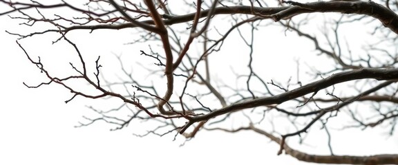Obraz premium Bare, intricately branched tree limbs isolated against a pure white backdrop, clean, image