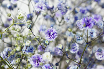 
A close-up of purple baby's breath.
