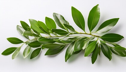 green leaves on transparent background italian ruscus branch on isolated white background