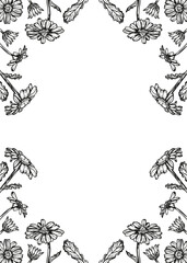 Daisy flowers frame sketch outline illustration banner background. Сhamomile flower spring botanical doodle drawing in engraving style. Hand drawn vector line art clipart