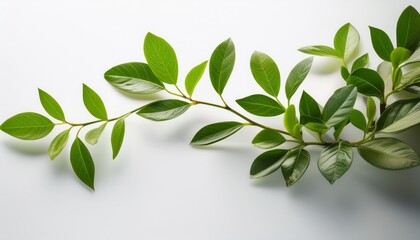Fototapeta premium green branch growing on white background symbolizing growth
