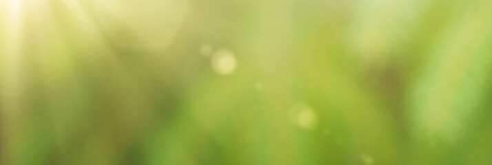 Obraz premium Natural green plants using as spring background cover page. Greenery banner.