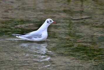 Lachmöwe  steht im Fachwasser