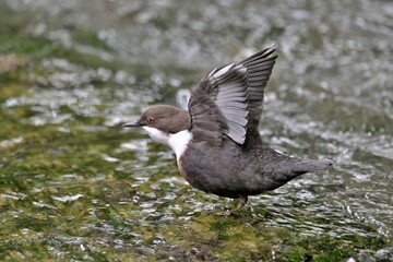 Wasseramsel spreizt Flügel