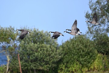 Kanadagänse im Flug © Eckhard