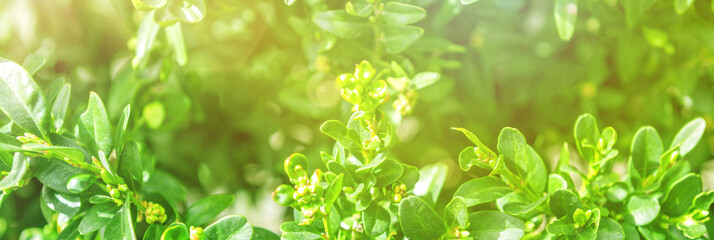 Natural green plants using as spring background cover page. Greenery banner.