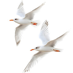Obraz premium Two white terns in flight, wings spread , birds flying in the sky , transparent png