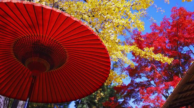 赤い和傘　風に揺れるイチョウとモミジ