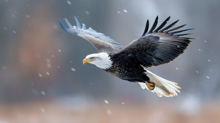 Obraz premium Majestic Eagle in the Sky – Ultra-Realistic, High-Resolution, Fine Details & Realistic Textures