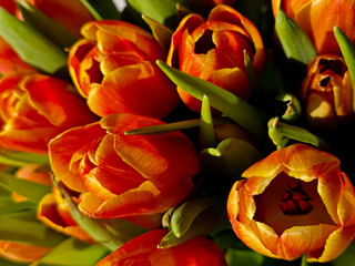 Fiery tulips glowing in sunlight