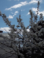 Harmony of nature, Colors of life, Emotions in the frame, Urban rhythms, blossom