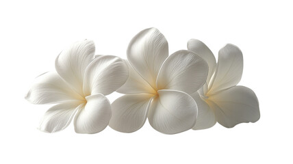 Naklejka premium Delicate white plumeria blossoms arranged beautifully on a soft background