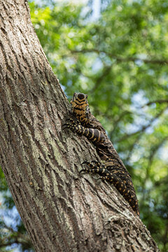 Close-up of a big lizard on tree bark in Australia