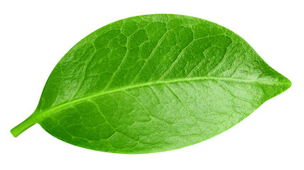 leaf isolated on white background Clipping path