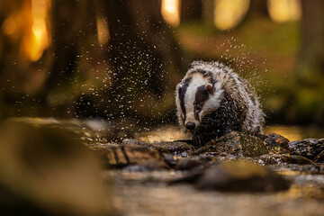 European badger (Meles meles) Flying around water droplets from their fur © michal