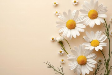 Beautiful white daisies on beige background. Ideal for greeting cards, blogs, or spring themes.