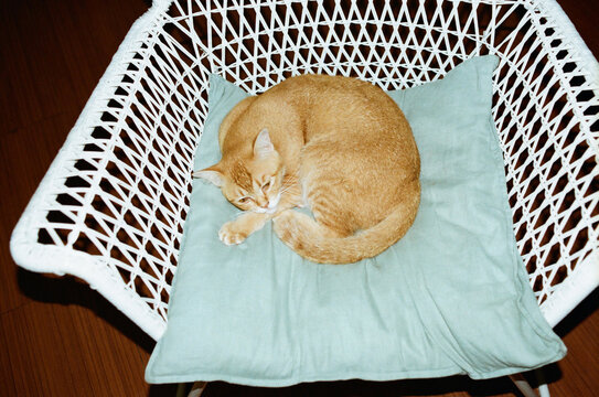 Cat lying on an armchair