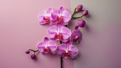 Vibrant pink orchid flowers with intricate petals arranged diagonally against a soft pastel pink and gray background showcasing elegance and beauty.