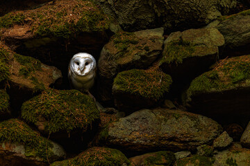 female barn owl (Tyto alba) the white head shines among the dark stones