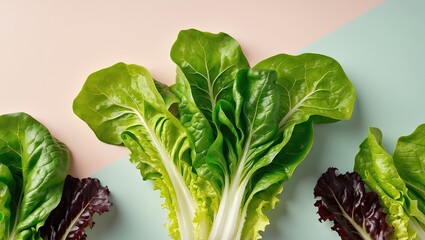 Fresh green romaine and red leaf lettuce arranged on a pastel pink and blue background, highlighting vibrant textures and colors of salad leaves.