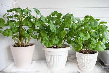Geraniums in pots on balcony. Winter hibernation indoors. Plant growing.