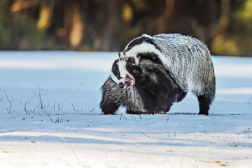 European badger (Meles meles) fight for territory © michal