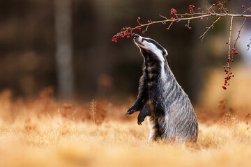 European badger (Meles meles) sniffs the berries © michal