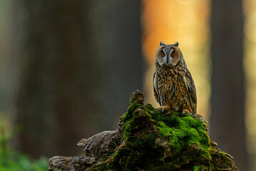 The long-eared owl (Asio otus), also known as the northern long-eared owl in a nice light