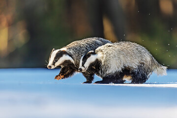 European badger (Meles meles) couple running in the snow © michal
